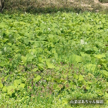 ふきのとう 時期