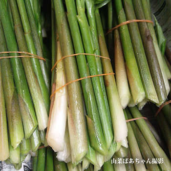 茗荷竹 山菜の採れたて通販サイト 新潟村上から旬の天然山菜をお届けします