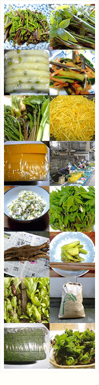 山菜ばあちゃんの思い｜山菜の採れたて通販サイト。新潟村上から旬の天然山菜をお届けします。