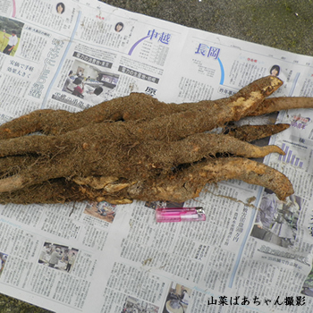 ނ